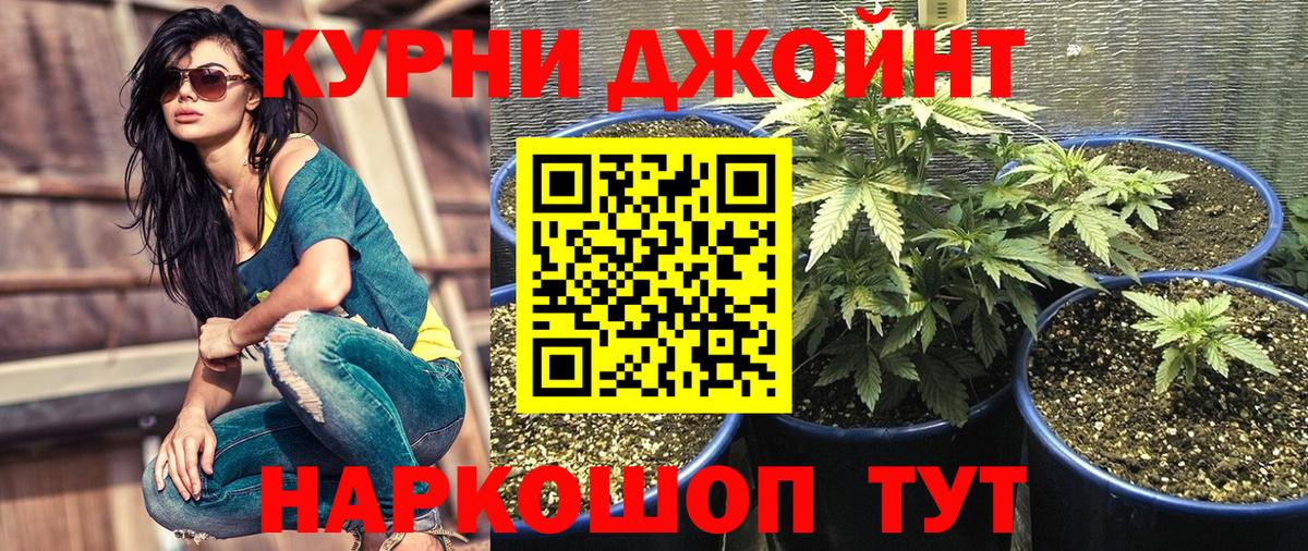 Шишки марихуана конопля Сланцы